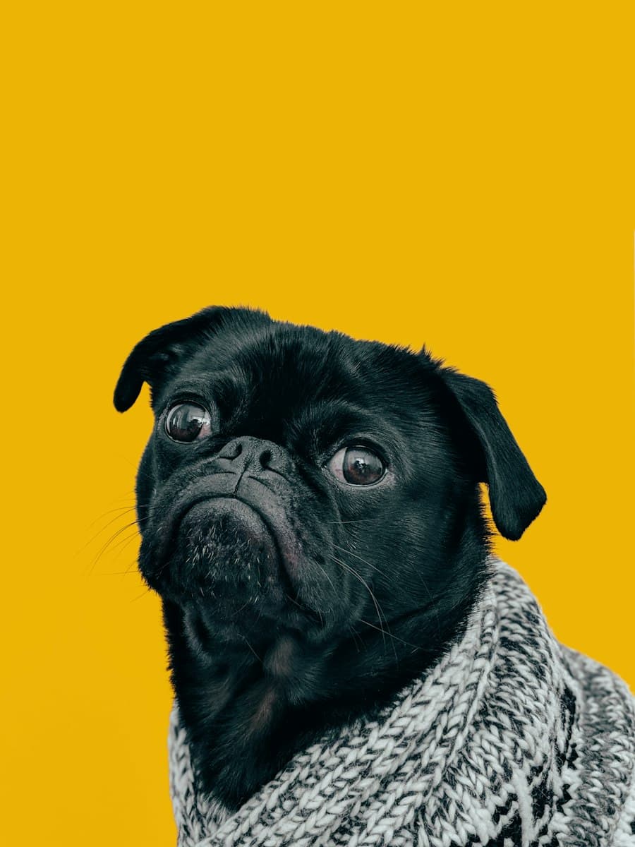 A much-loved family pet